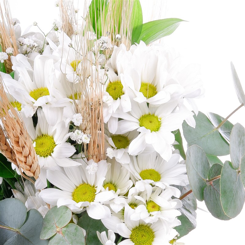 Beyaz Papatyalar Pamukkale