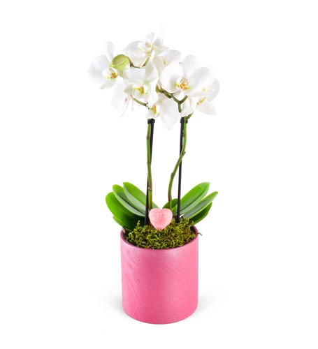 Love Midi Orkide Aranjmanı Pink