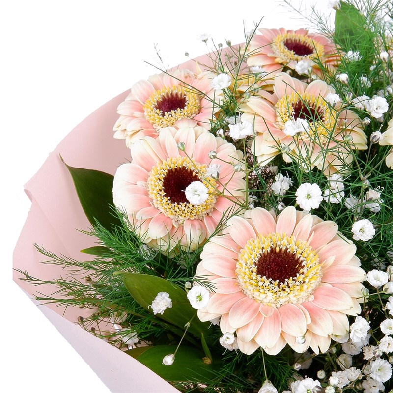 Pembe Gerbera - Riva Blush