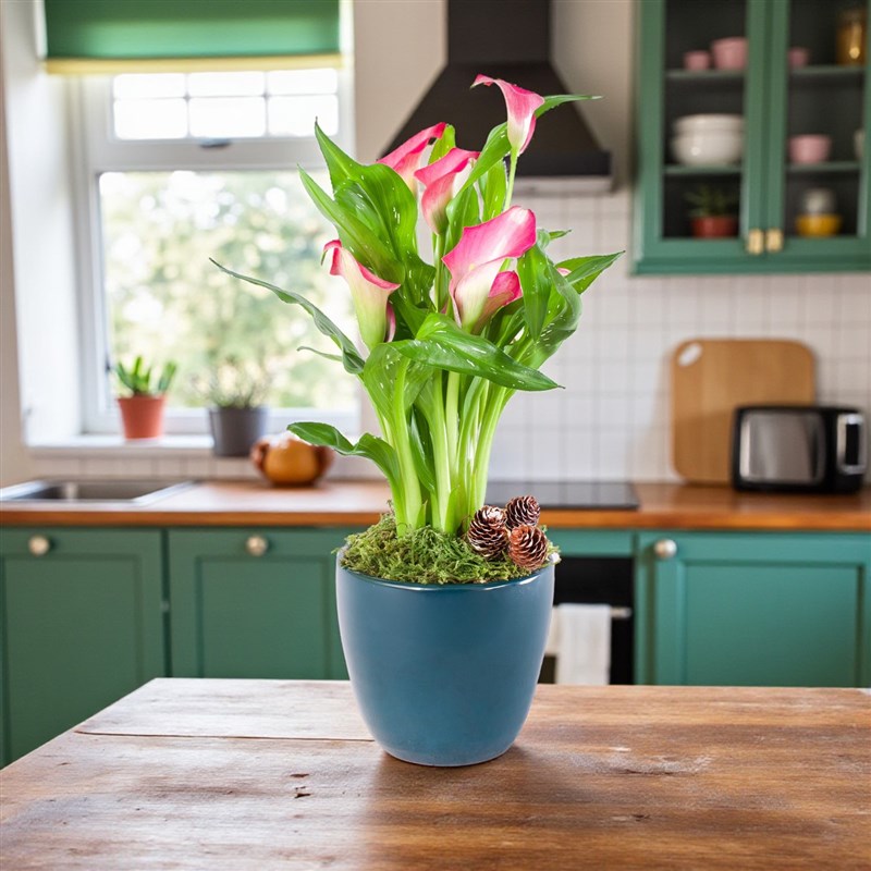 Lacivert Seramik Saksıda Pembe Gala Aranjmanı