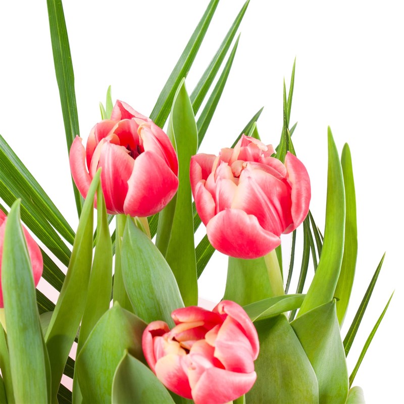 Pembe Lale Buketi - Columbus