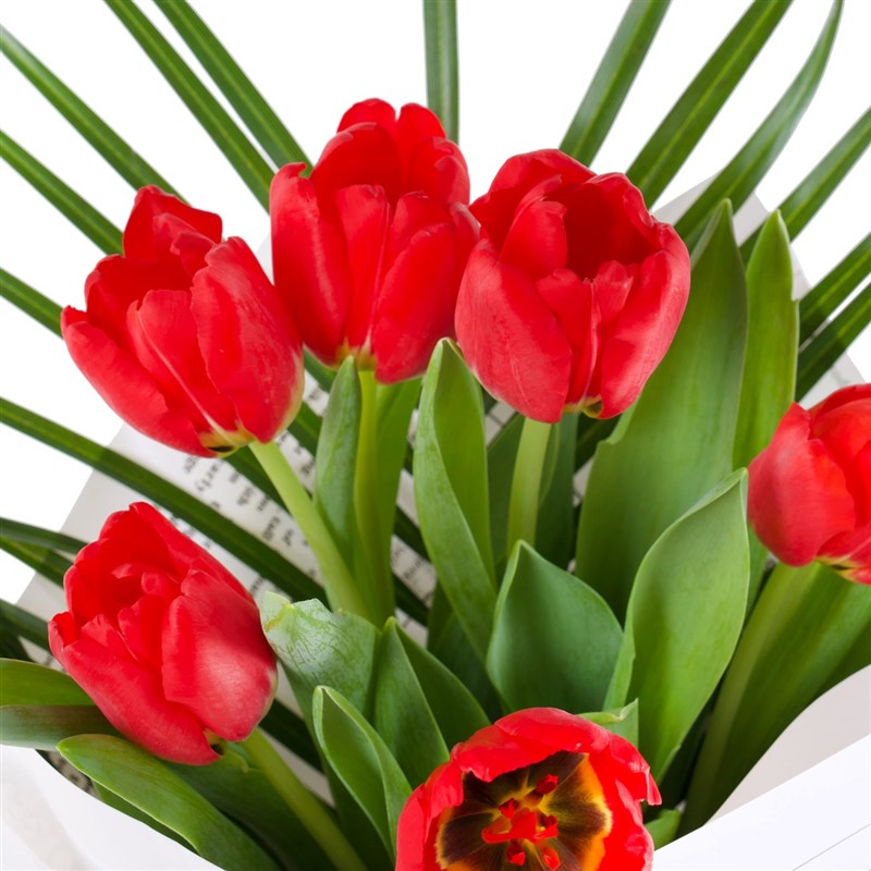 Kırmızı Lale Buketi - Red Dream