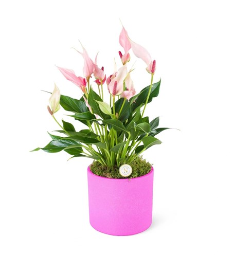 Mor Saksıda Anthurium Lili
