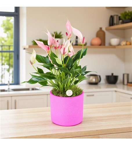 Mor Saksıda Anthurium Lili