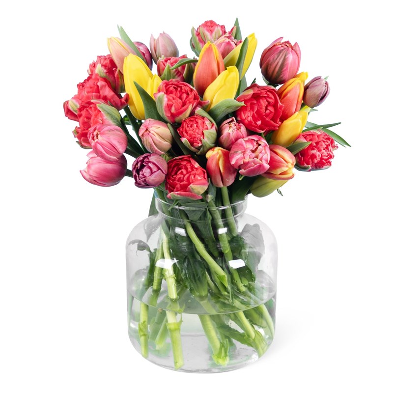 Rainbow Tulips
