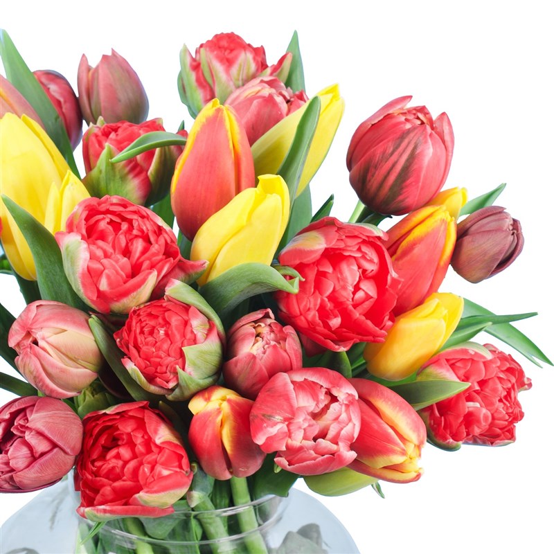 Rainbow Tulips
