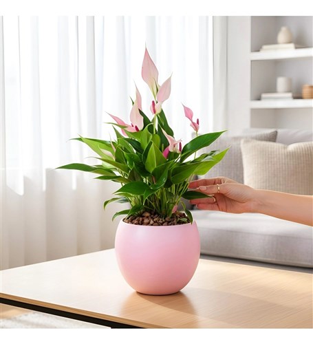 Anthurium Lili Pink