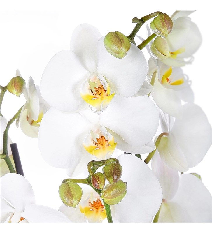 Orkide Aranjmanı Beyaz - Çift Dal