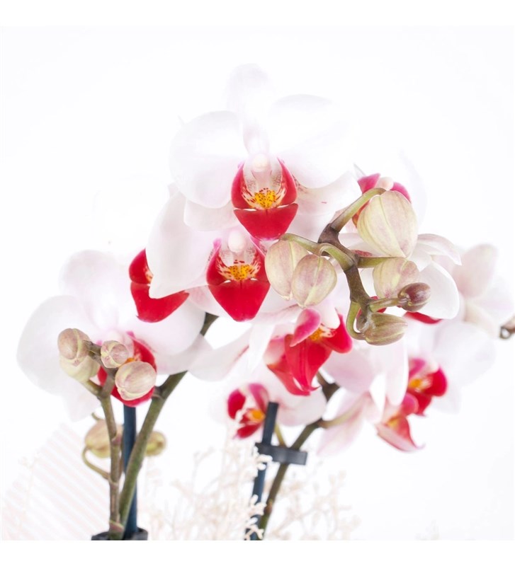 Dalmaçya Orkide Aranjmanı Midi 2 Dal