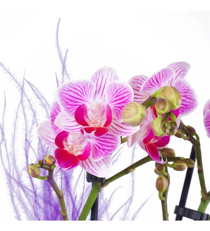 Mor Orkide Aranjmanı Midi 2 Dal
