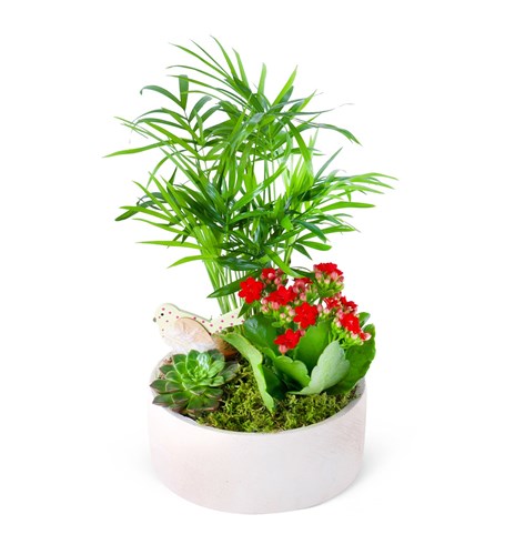 Kırmızı Kalanchoe Chamadora Aranjmanı Lucia