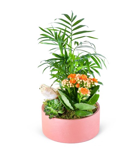 Turuncu Kalanchoe Chamadora Aranjmanı Lucia