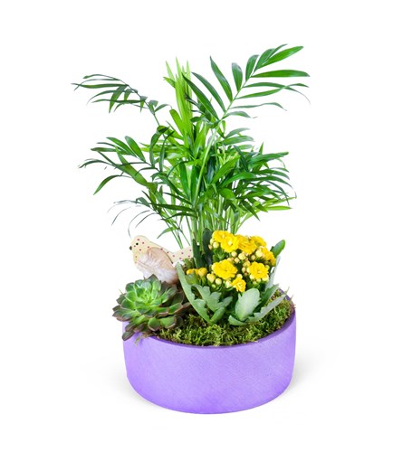 Sarı Kalanchoe Chamadora Aranjmanı Lucia