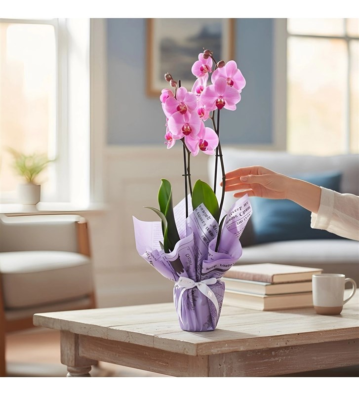 Pembe Orkide Sakura Bloom