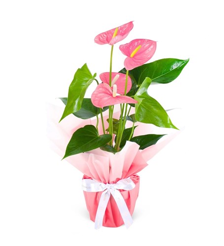 Anthurium Pink Colorado