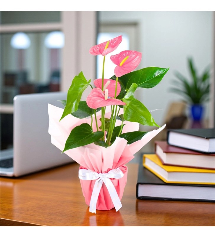 Anthurium Pink Colorado