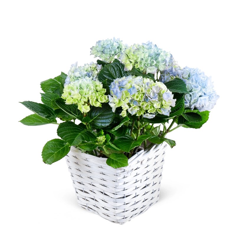 Sepette Mavi Ortanca Magical