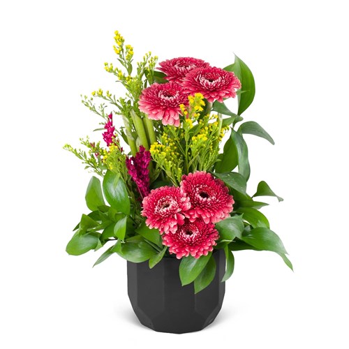Seramik Saksıda Bordo Gerbera Aranjmanı