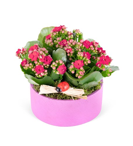 Dekoratif Saksıda Fuşya Kalanchoe Aranjmanı