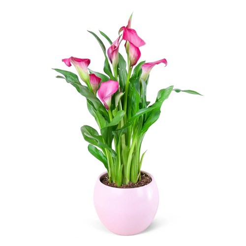 Zantdechia Zazu Mor Gala
