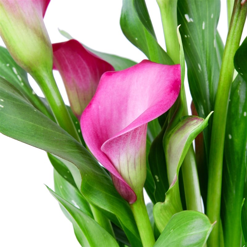 Zantdechia Zazu Mor Gala