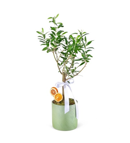 Saksıda Zeytin Aranjmanı