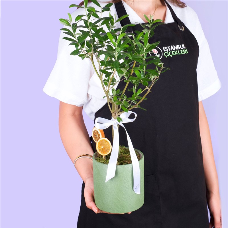 Saksıda Zeytin Aranjmanı