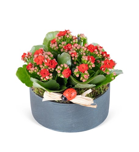 Dekoratif Saksıda Kırmızı Kalanchoe Aranjmanı