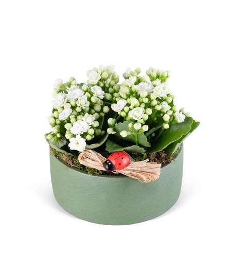 Dekoratif Saksıda Beyaz Kalanchoe Aranjmanı