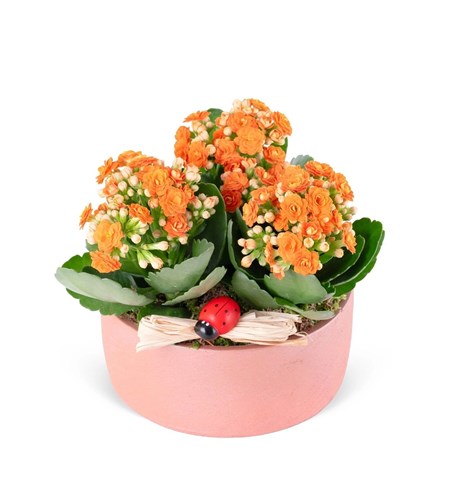 Dekoratif Saksıda Turuncu Kalanchoe Aranjmanı