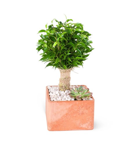 Kare Saksıda Ficus Natasja Aranjmanı