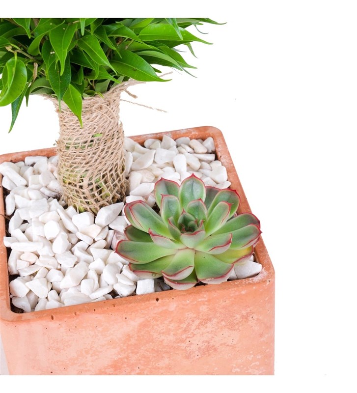 Kare Saksıda Ficus Natasja Aranjmanı