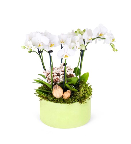 White Orchids Garden Green