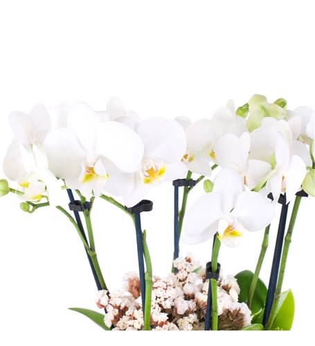 White Orchids Garden Green