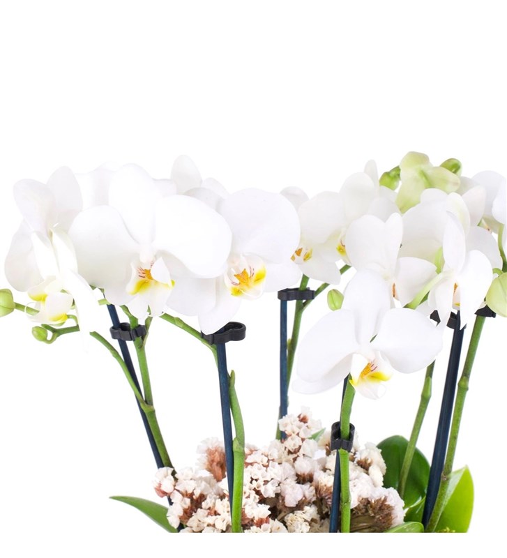 White Orchids Garden Green