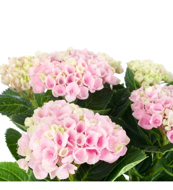 Hasır Saksıda Pembe Ortanca Bahçesi