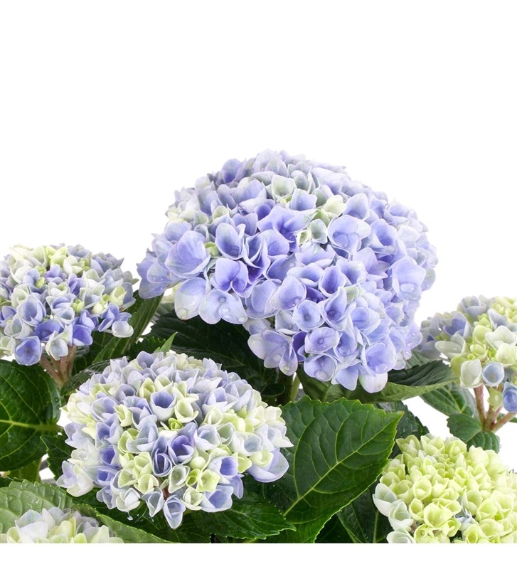 Hasır Saksıda Mavi Ortanca Bahçesi