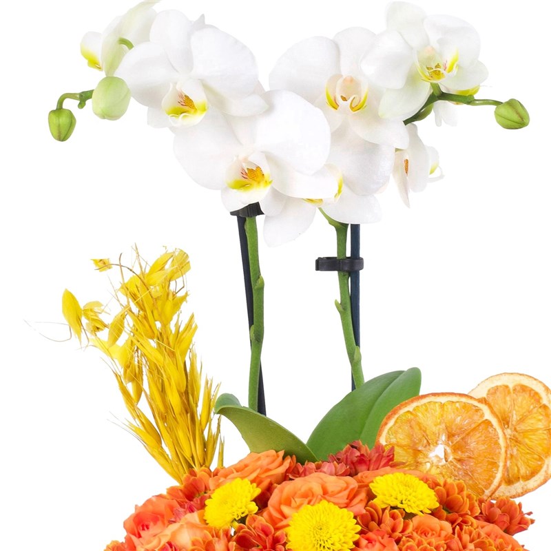 Beyaz Orkide ve Çardak Aranjmanı Esen White