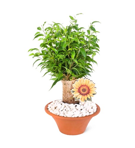 Terracota Ficus Natasja Aranjmanı