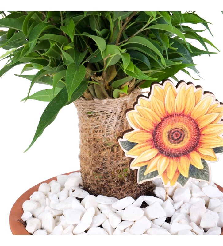 Terracota Ficus Natasja Aranjmanı