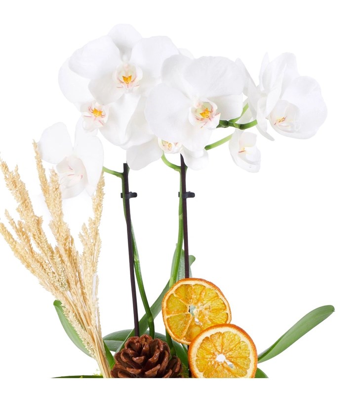 Lila Saksıda Beyaz Midi Orkide Aranjmanı