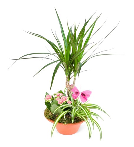 Dracaeana ve Pembe Kalanchoe Aranjmanı