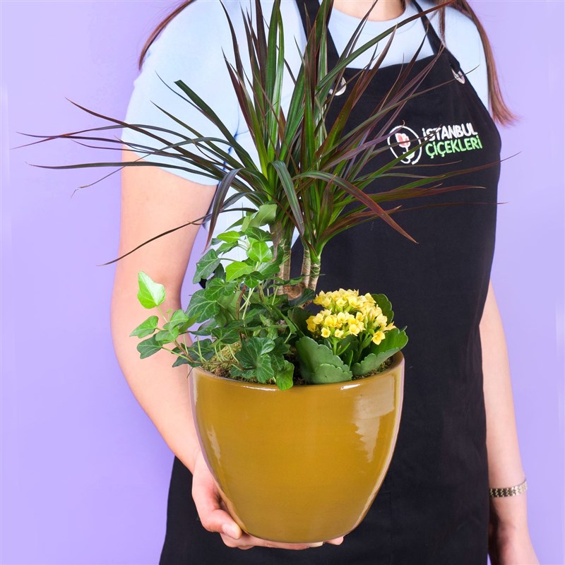 Seramik Saksıda Dracaena Marginata Aranjmanı