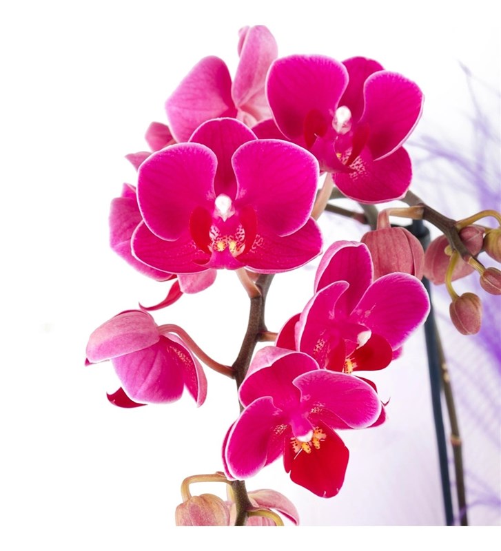 Fuşya Orkide Aranjmanı Midi 2 Dal