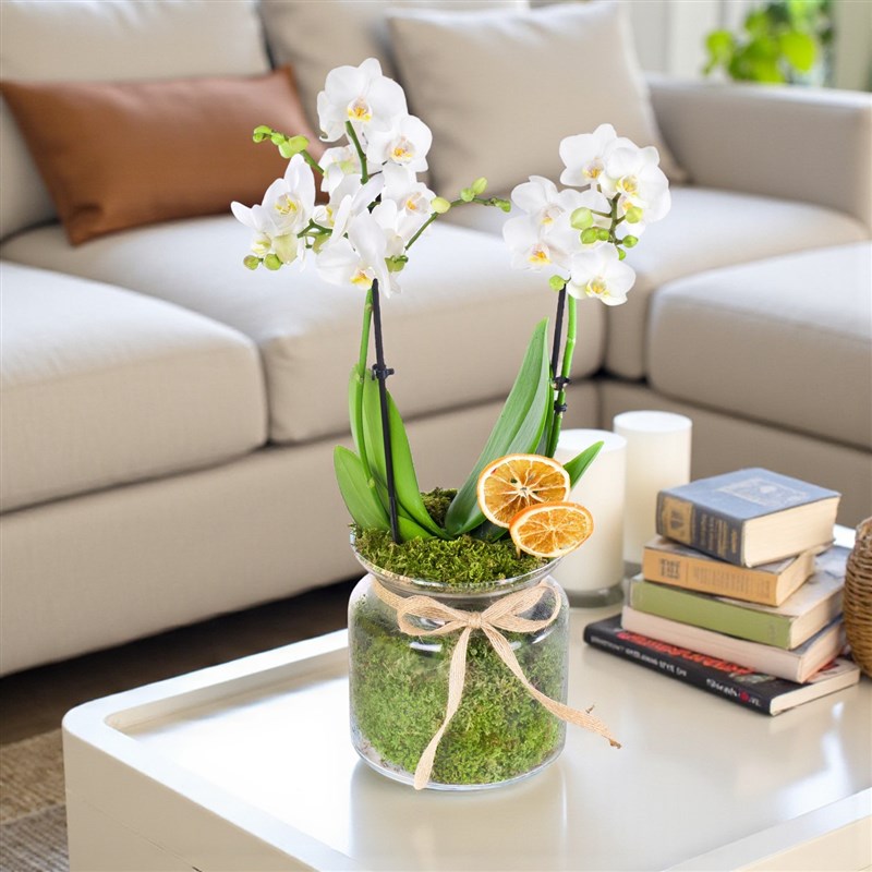 Cam Vazoda Orkide Aranjmanı Çift Dal
