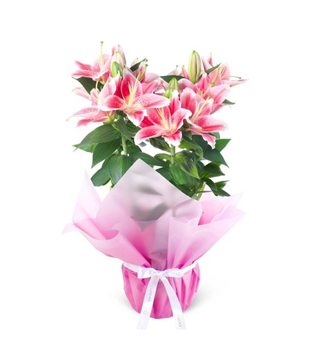 Saksıda Kokulu Pembe Lilyum