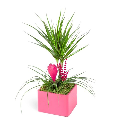 Dracaeana & Tillandsia Pink Aranjman