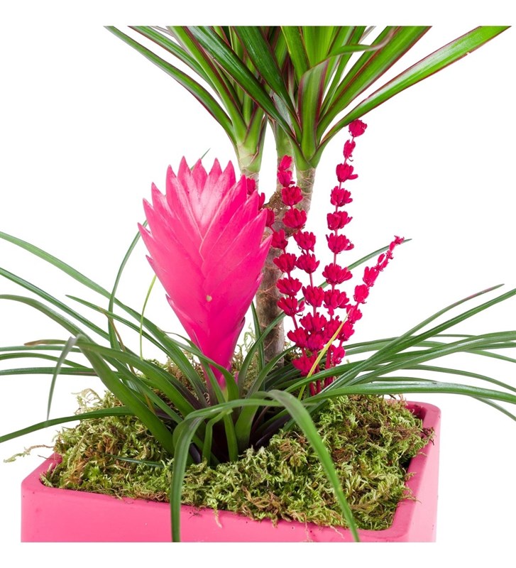 Dracaeana & Tillandsia Pink Aranjman