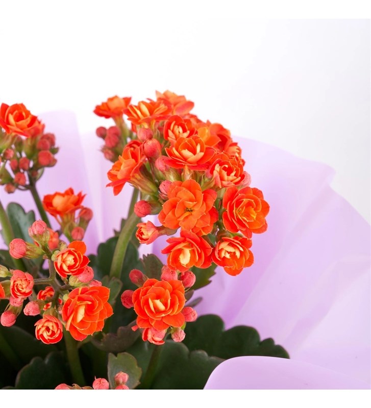 Turuncu Kalanchoe Çiçeği