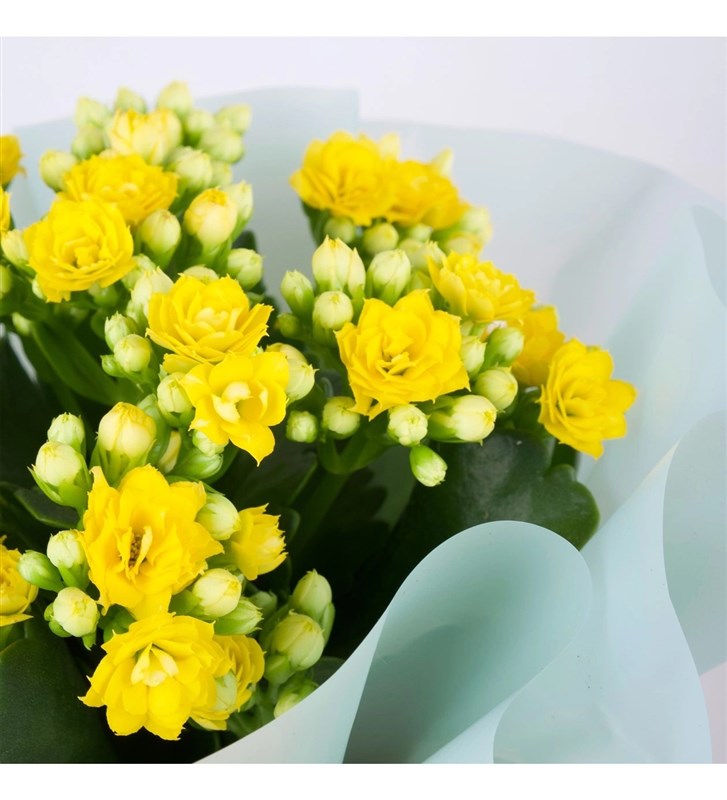 Sarı Kalanchoe Çiçeği